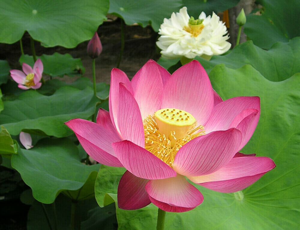 25 Lotus Flower 意味 White Lotus Flower 意味