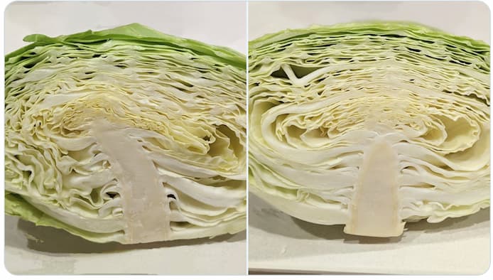 キャベツの芯の長さは選ぶポイントになる?