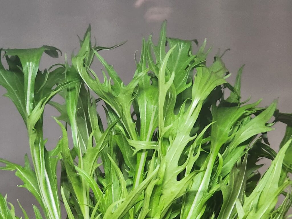 水菜の葉先がピンとしているものが良いの?