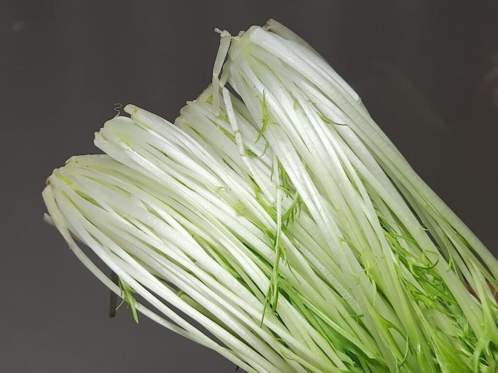 茎が太い水菜は硬くて食べにくい?