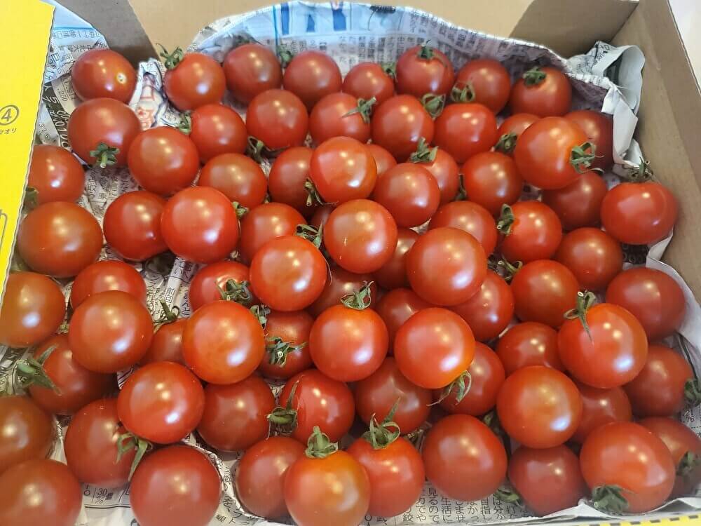 おがわ農園のミニトマト