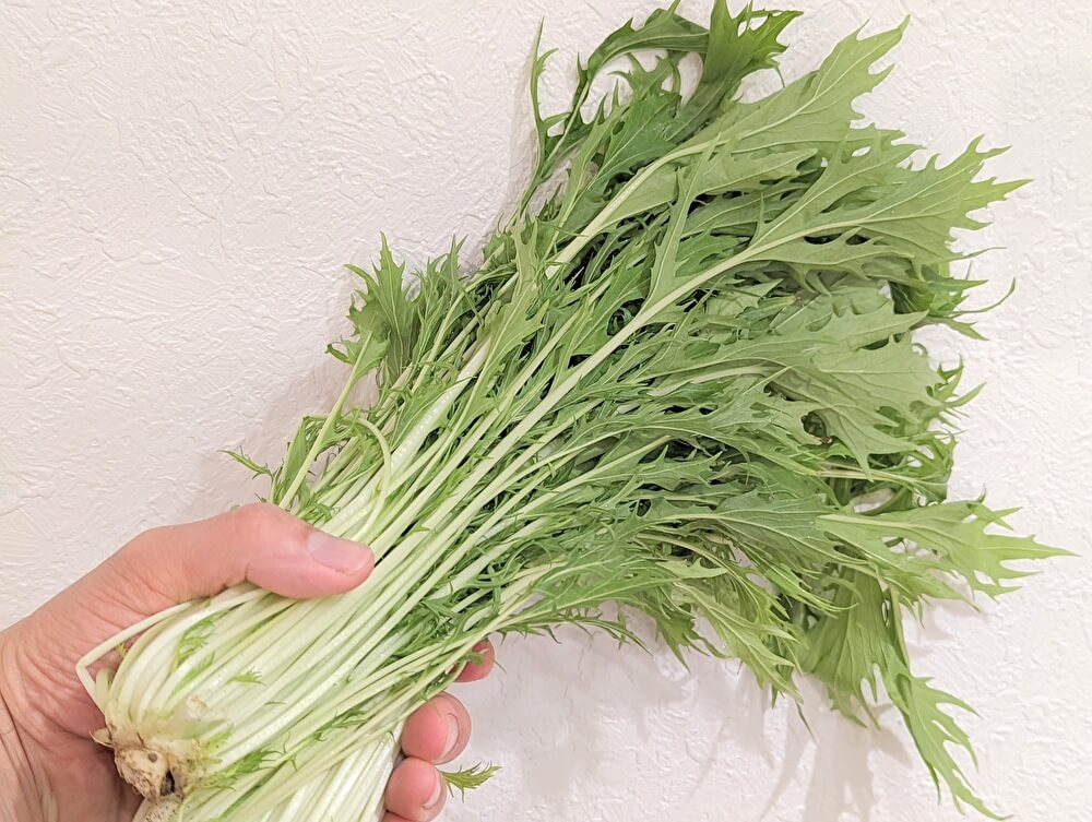 水菜は葉脈も見る