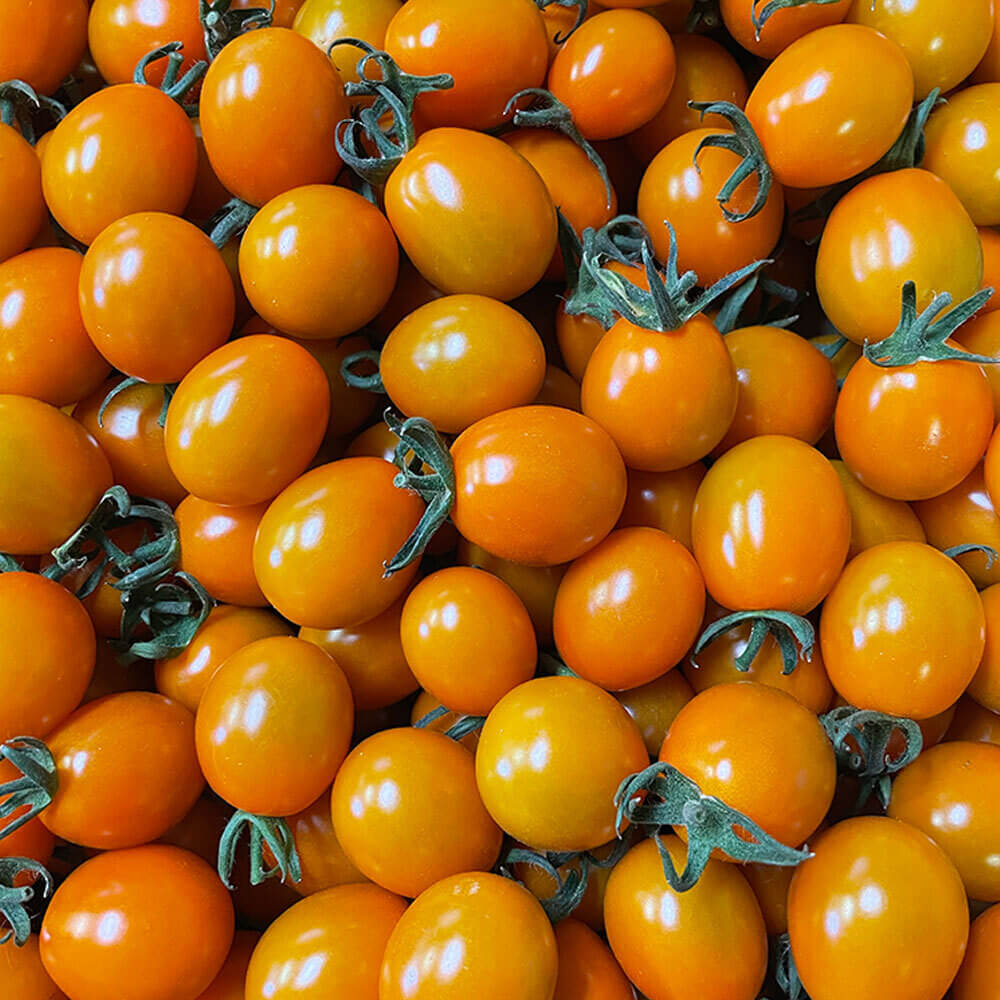 フルーツランド中村園のミニトマト