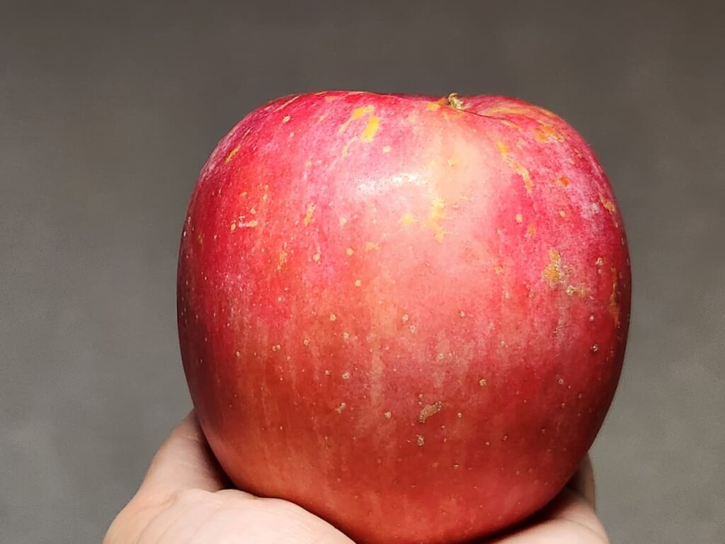 美しい赤りんご