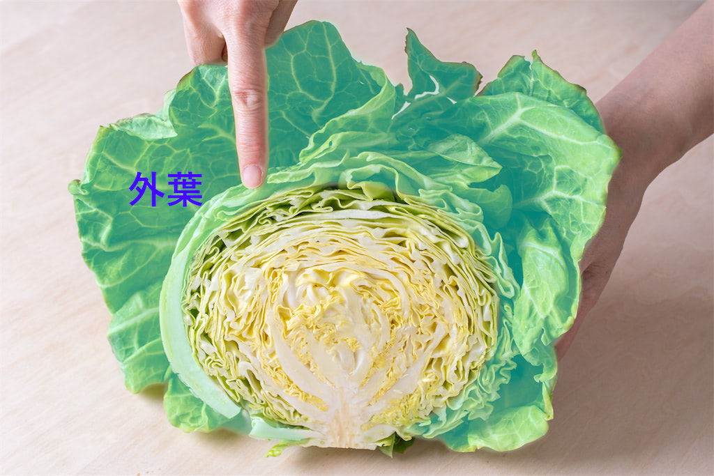 キャベツの外葉は食べた方が良い?