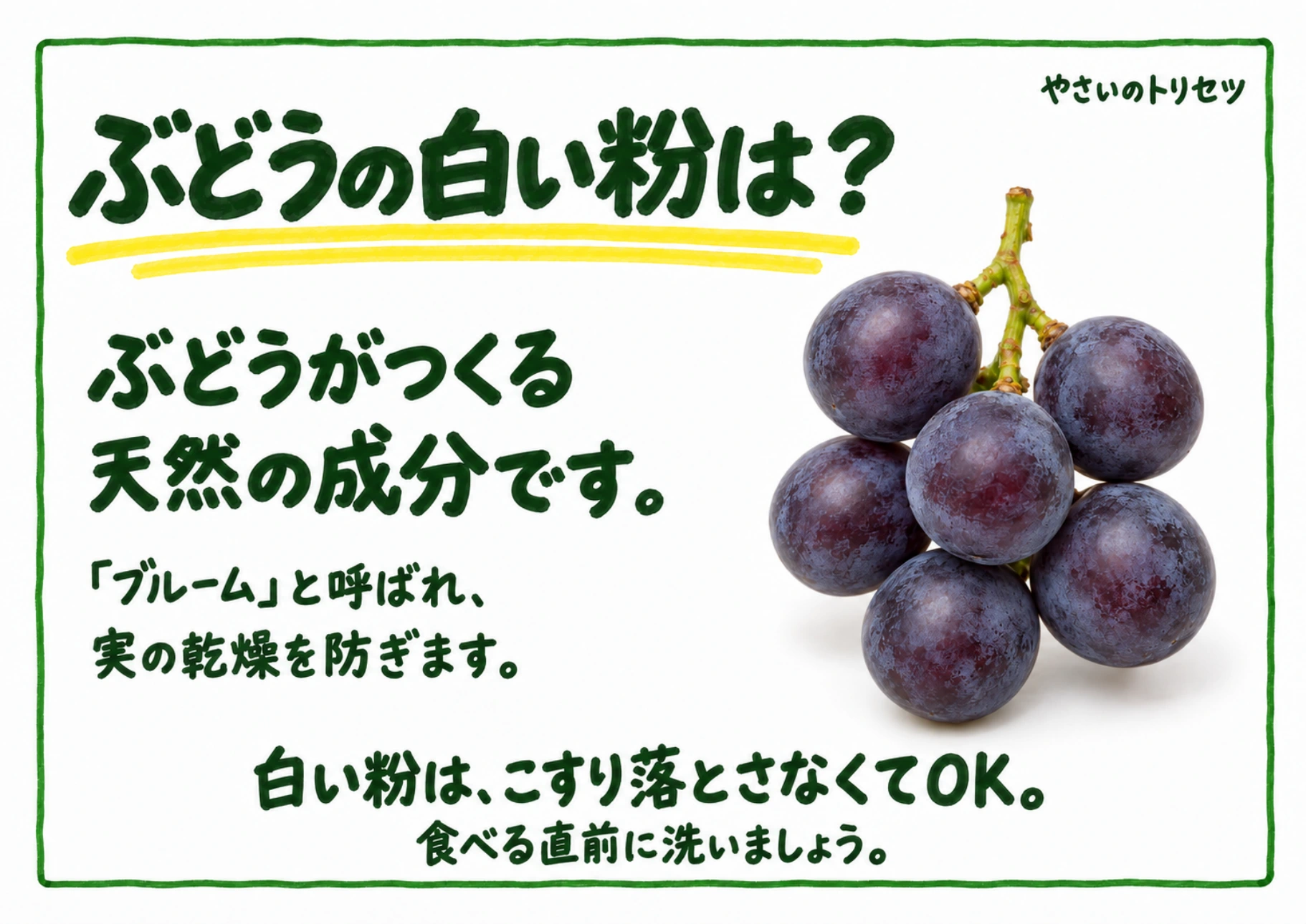 ぶどうの白い粉は?・手書き風の解説POP。実の乾燥を防ぐ天然の成分「ブルーム」を紹介します。