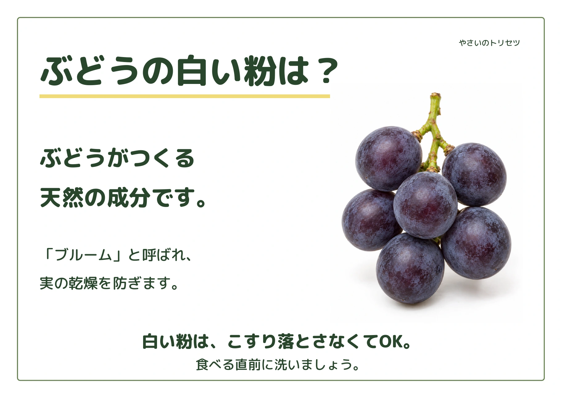 ぶどうの白い粉は?・通常版の解説POP。実の乾燥を防ぐ天然の成分「ブルーム」を紹介します。